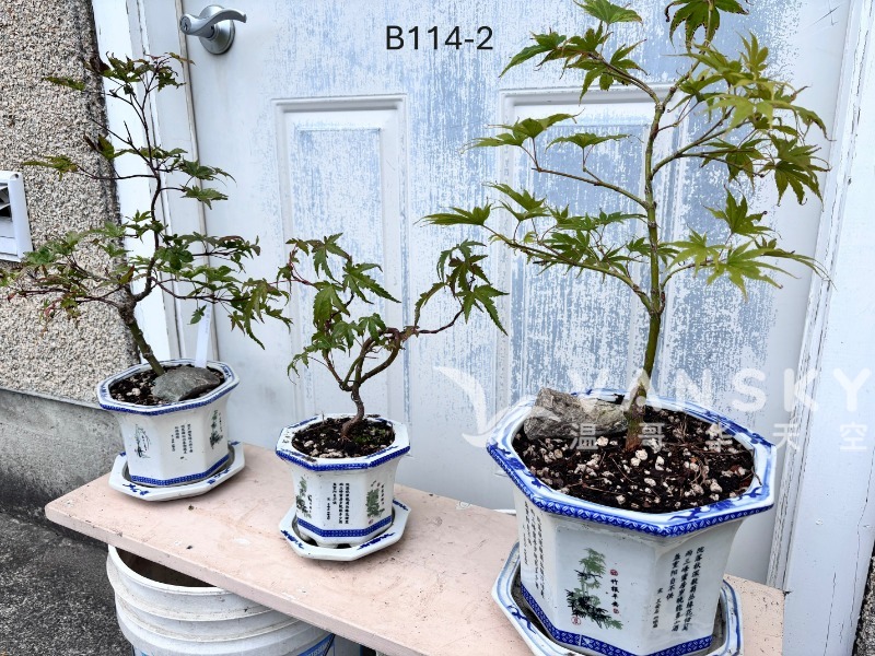 260225003538_B114-2 - 3 maples - 25-09.JPG